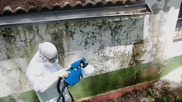 Mold Removal service in Clinton